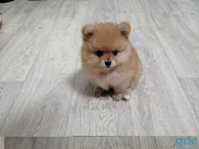 Продажа собаки, фотография 3