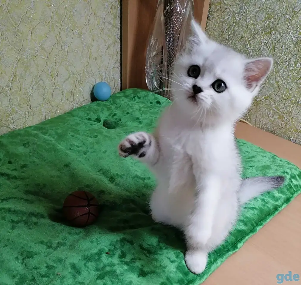 Британские котята, фотография 2