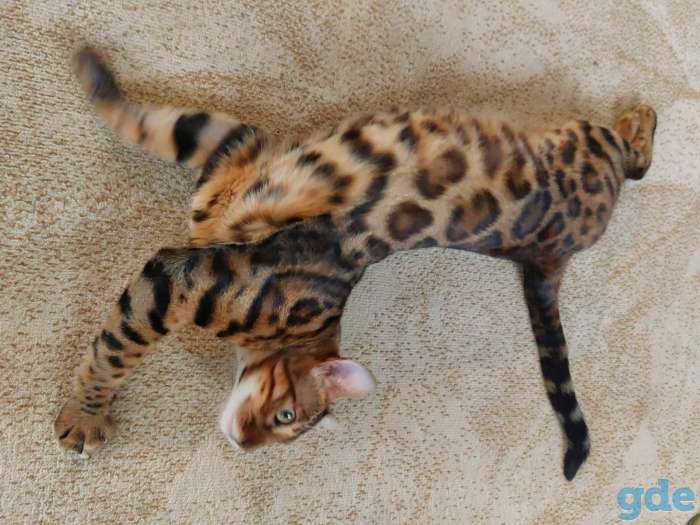 Бенгальский кот вязка, фотография 5
