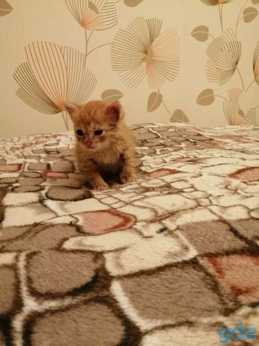 Котик, фотография 3