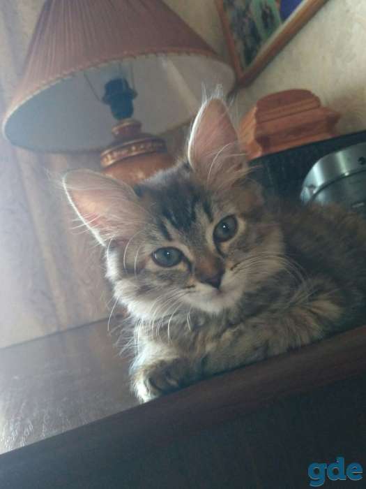 Котенок в добрые руки, фотография 1