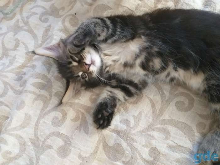 Котята мейн-кун, фотография 2