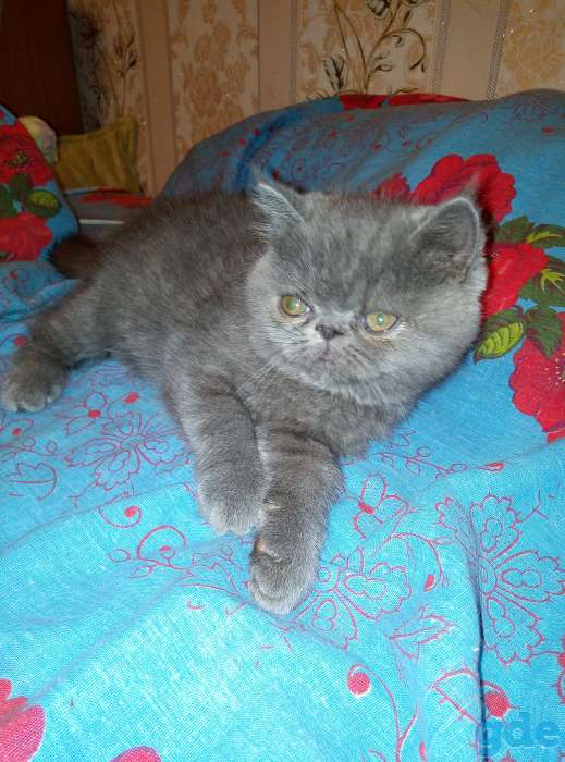 Продаю экзотических плюшевых котят, фотография 3