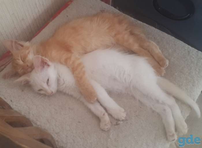 Котята в дар, фотография 1