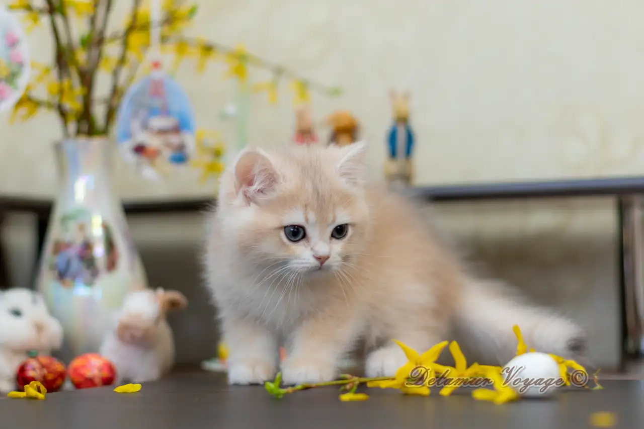 Британские котята из питомника. Мальчик Амур., фотография 8