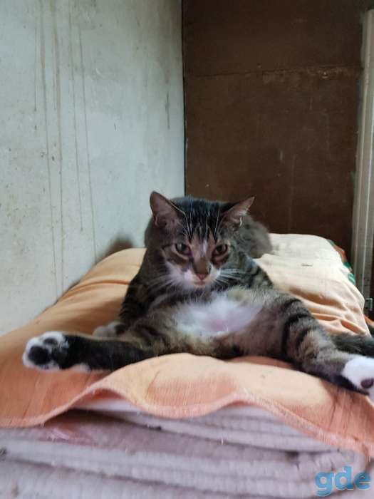 Молодой харизматичный котейка, фотография 2