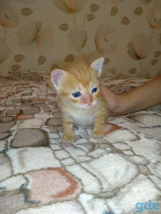 Рыжый котенок, фотография 5
