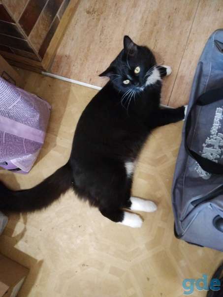 Котик ищет дом, фотография 1