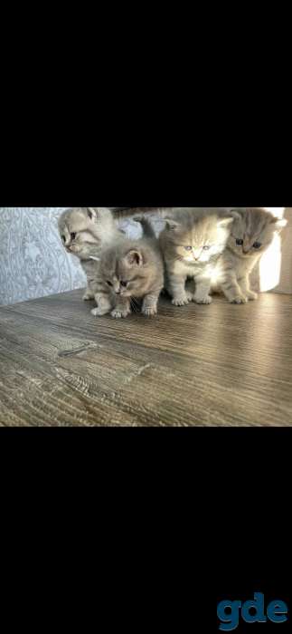 Шотландские котята, фотография 7