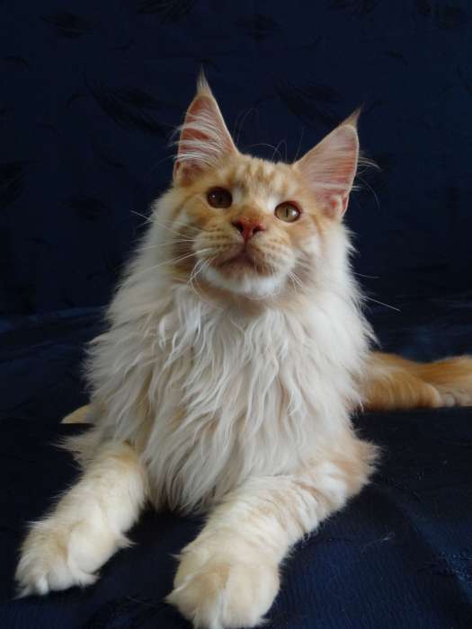 Котёнок Мейн-кун, фотография 4