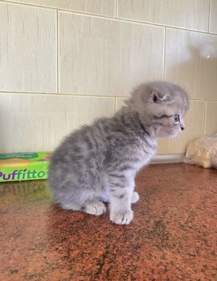 Шотландские котята, фотография 2