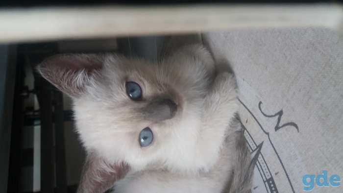 Сиамские котята, фотография 7