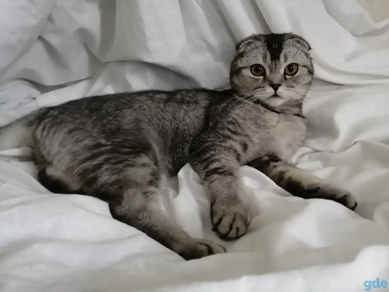 Шотландские котята голубая золотая шиншилла, фотография 9