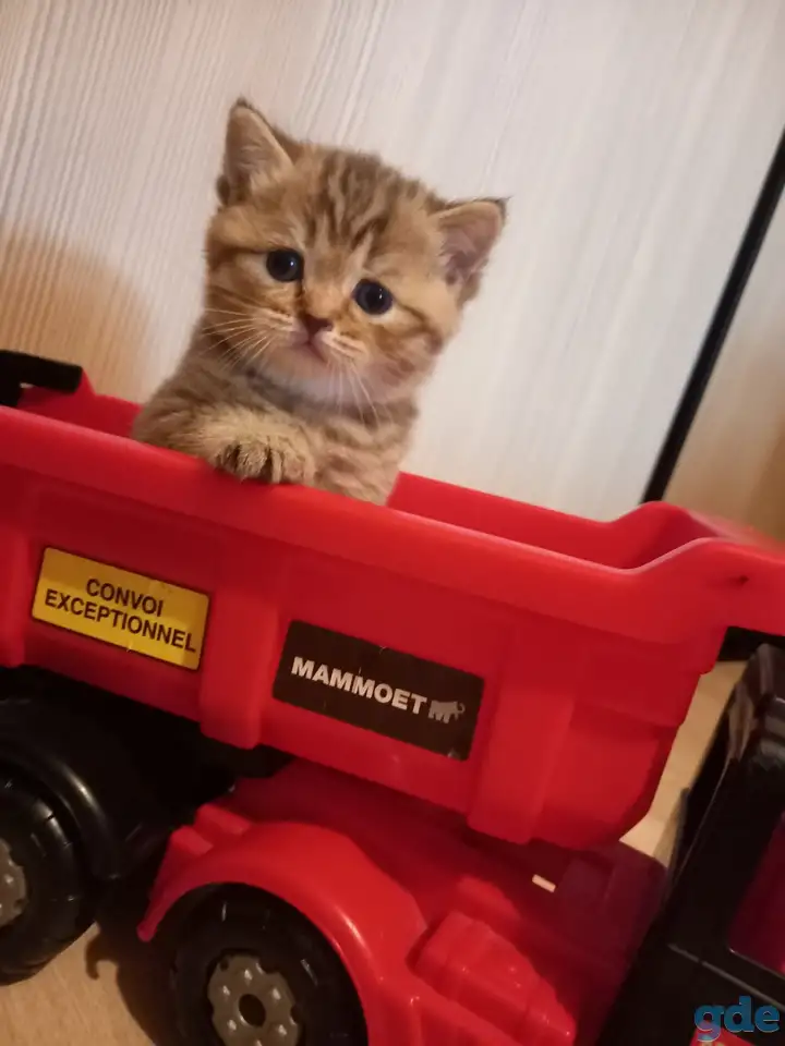 Шотландские котята, фотография 4