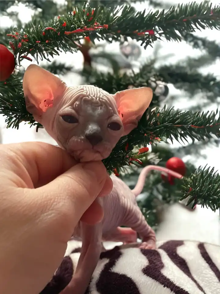 Котята Канадского сфинкса, фотография 3