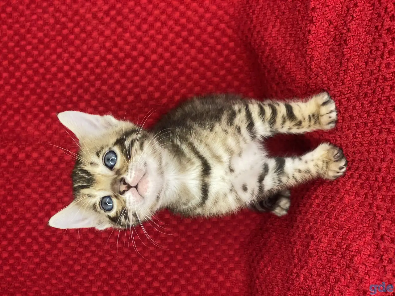 Бенгальские котята, фотография 7