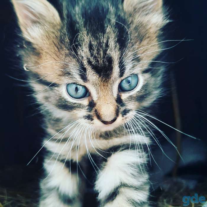 Котята, фотография 5