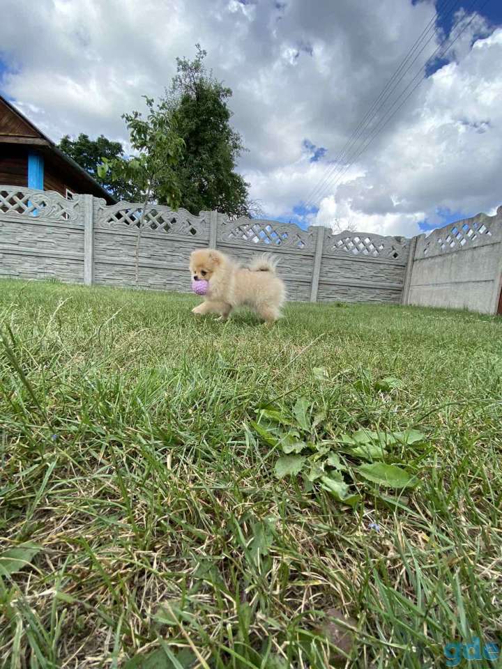 Щенок померанского шпица, фотография 1