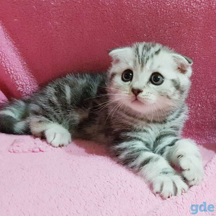 Вислоухие шотландские котята., фотография 2