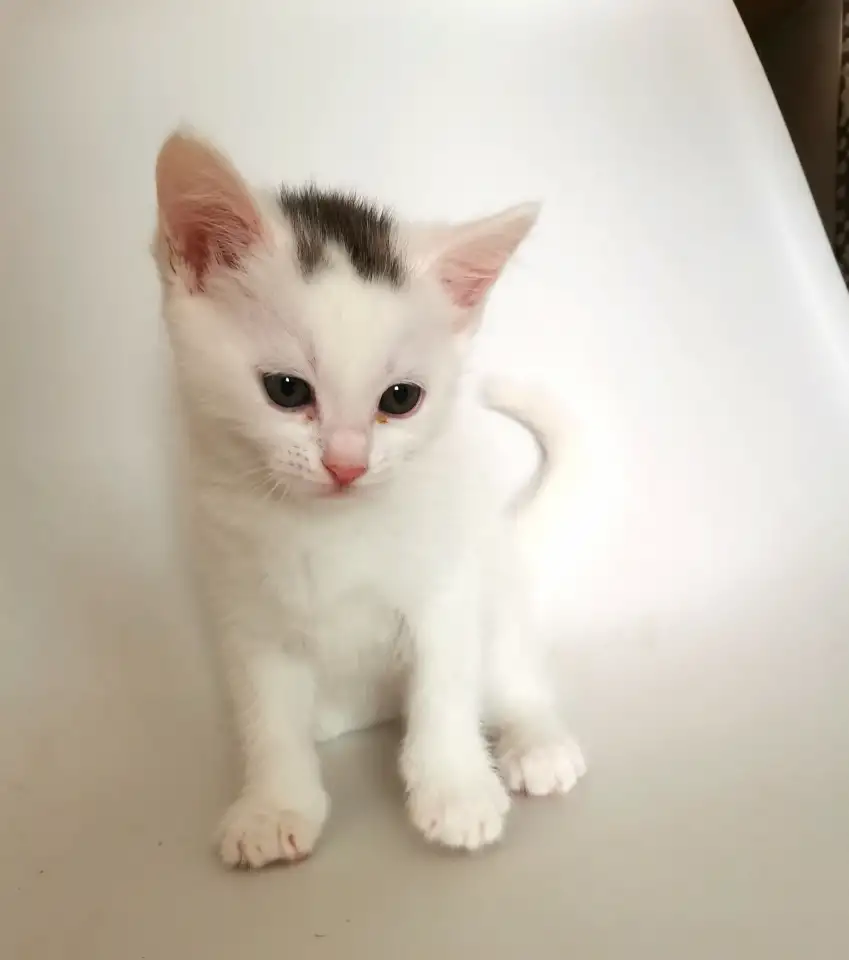 отдам котят, фотография 1