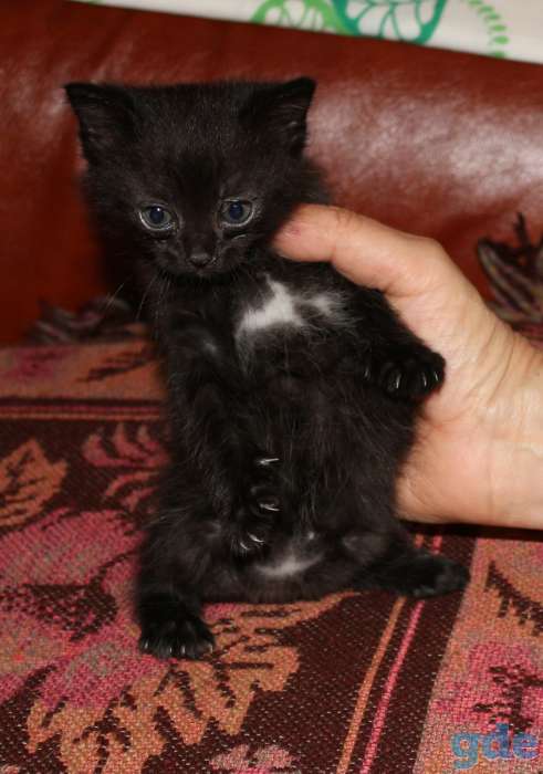 Котенок на счастье, фотография 3