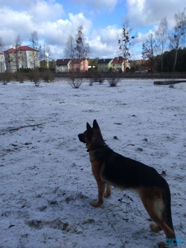 Немецкая овчарка, фотография 4