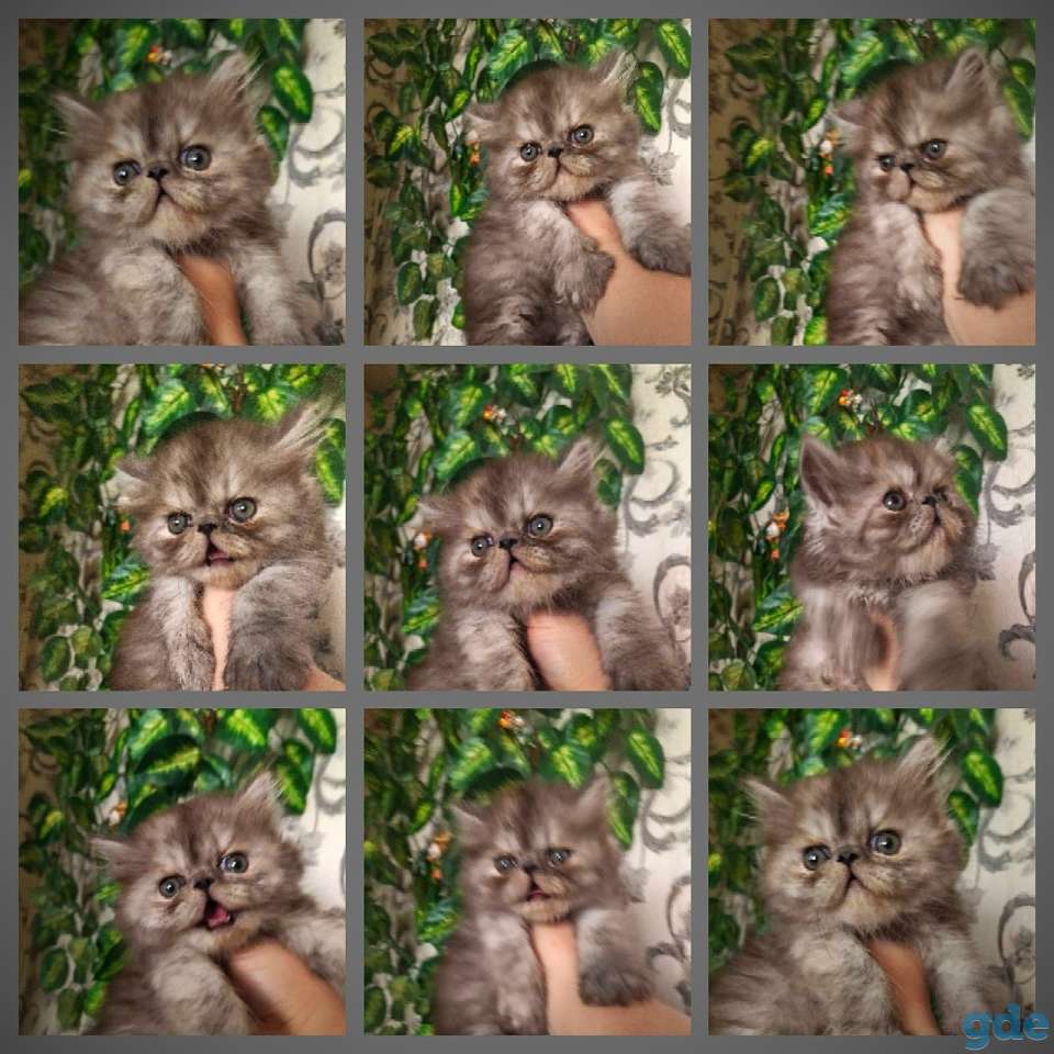 Персидские котята экстремального типа чистокровные.Персы.Котята., фотография 13