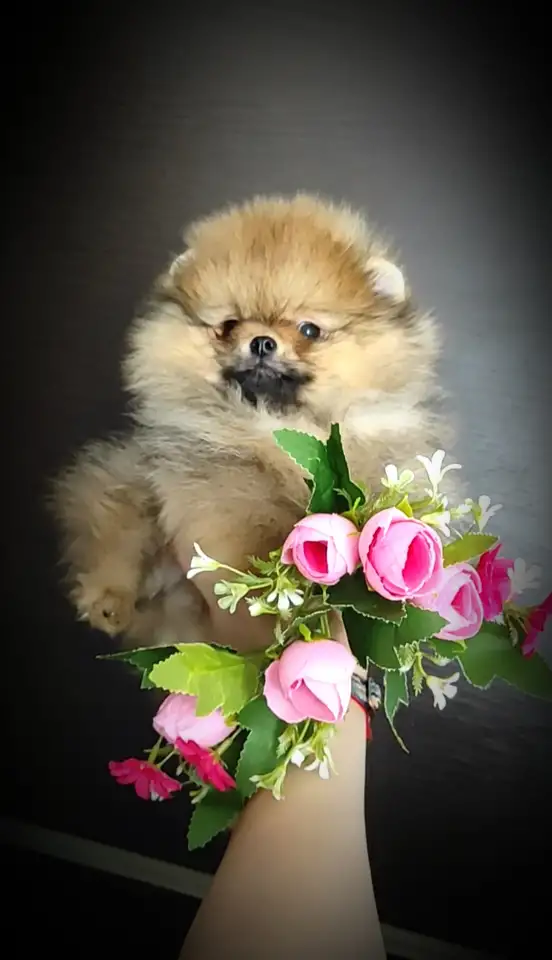 Померанский шпиц, щенки. Мини мишки, фотография 3