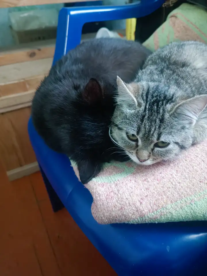 Усыновите котенка!, фотография 2