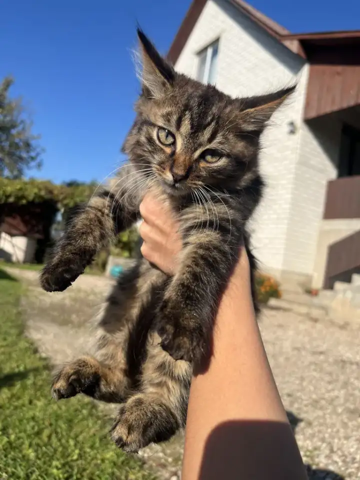 Котята в добрые руки, фотография 2