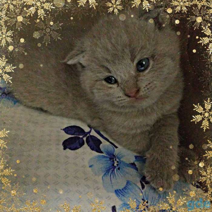 Шотландские котята, фотография 3