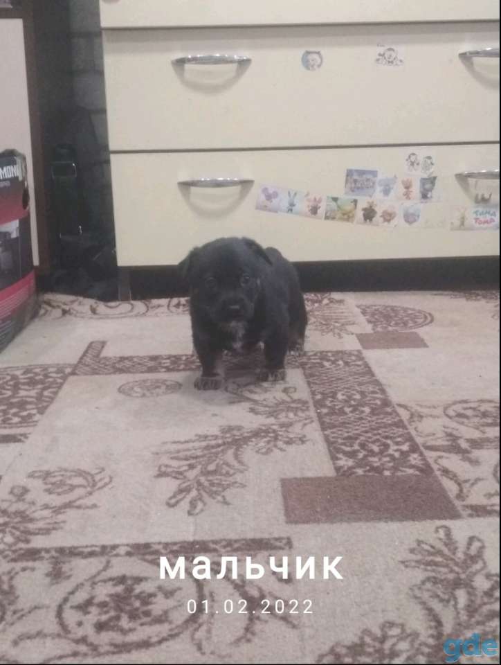Отдам щенков, фотография 4
