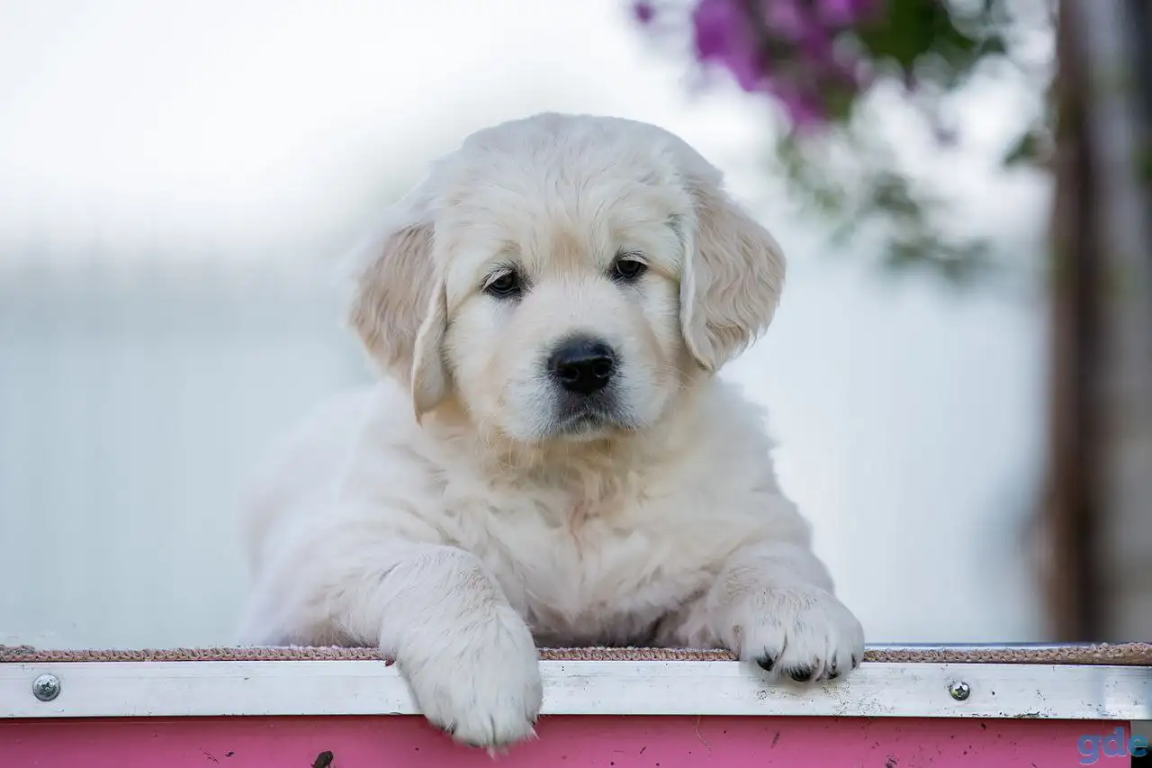 Щенки Golden Retriver, фотография 1