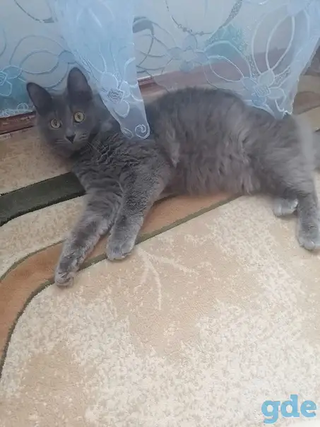 Шикарный котенок, фотография 1