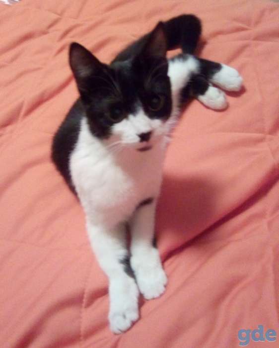 Котенок в дар, фотография 1