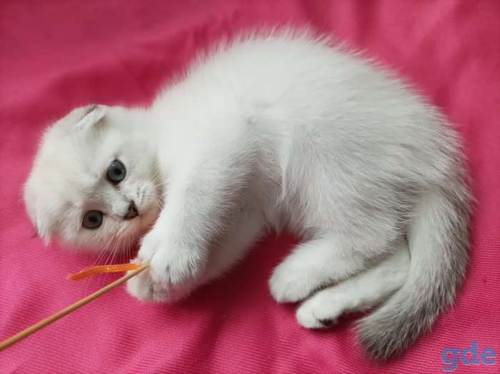Чистокровные шотландские короткошерстные котята, фотография 5