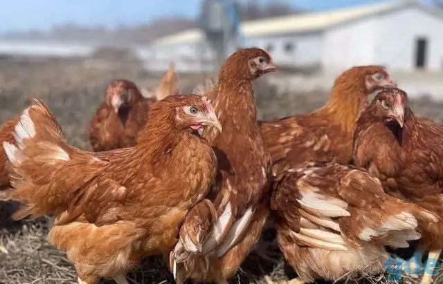 Куры несушки доставка по району, фотография 1