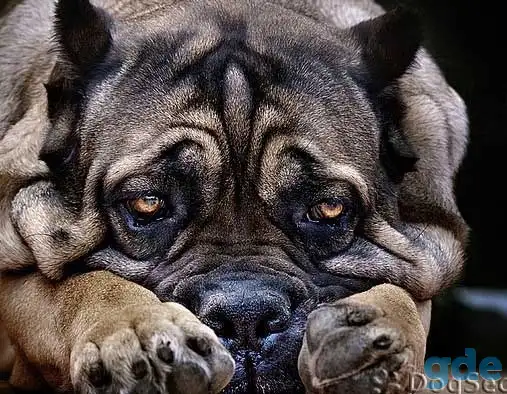 Эксклюзивная девочка Кане-Корсо, фотография 11