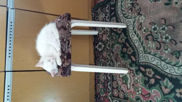 котята, фотография 4