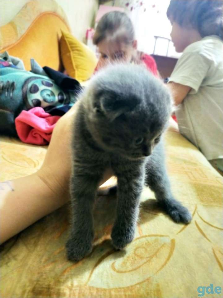 Шотландские котята, фотография 2