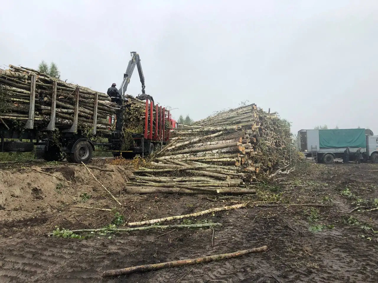 Дрова колотые дуб граб берёза осина ясень, фотография 19