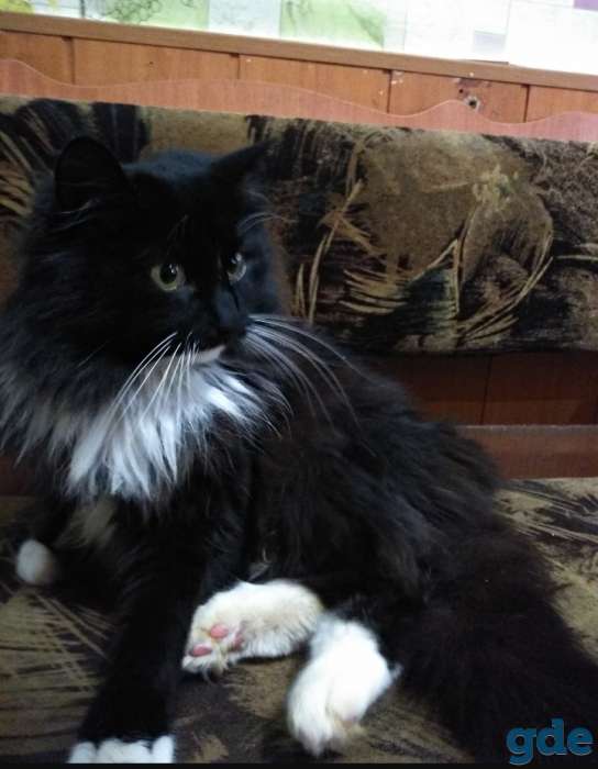 Котик Лапка, фотография 5