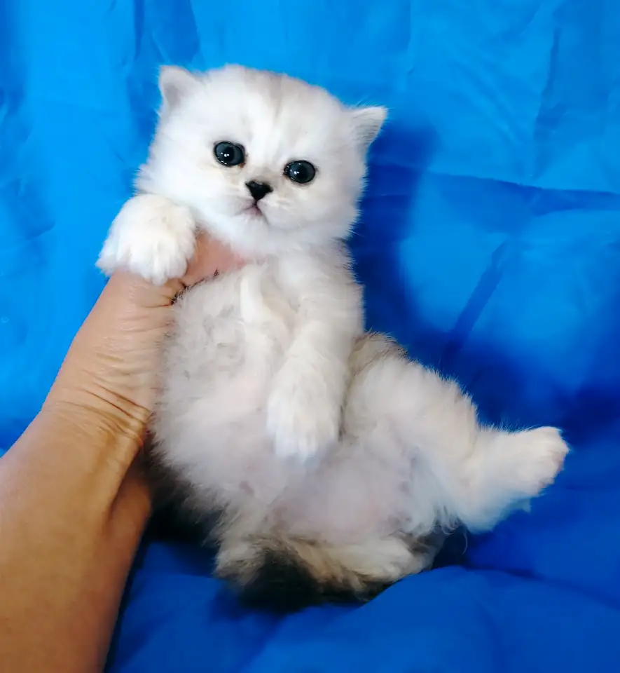 Кошечка котенок шотландский., фотография 2