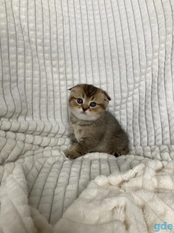 Шотландские котята голубая золотая шиншилла, фотография 3
