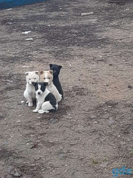 Щенки в хорошие руки, фотография 1