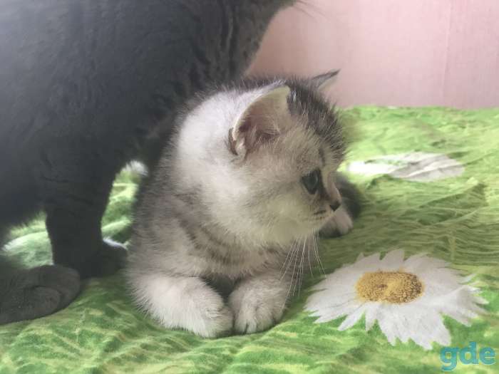 Британская кошечка, фотография 2