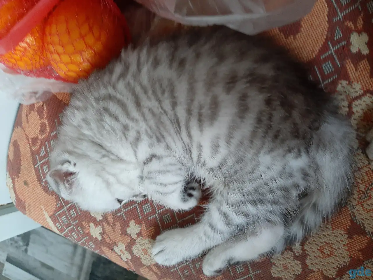Шотландские  вислоухие котята, фотография 9