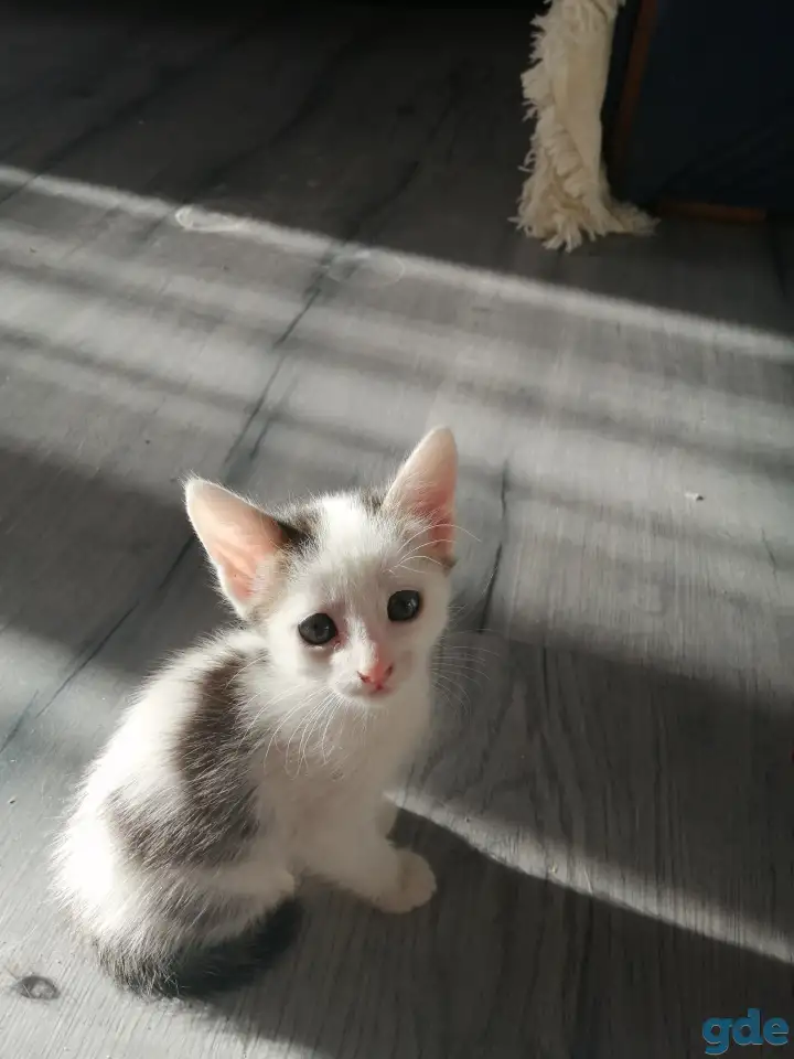 Отдам котят в хорошие руки, фотография 1