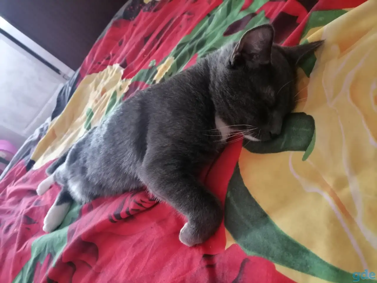Котик в добрые руки, фотография 2