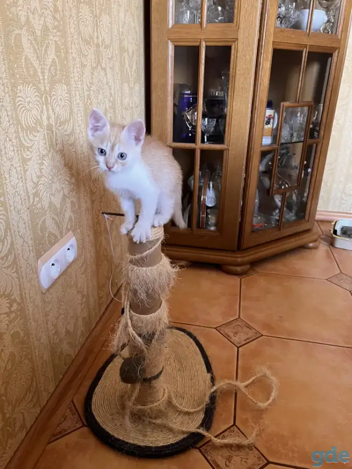 Миленький котенок ищет свой дом, фотография 2
